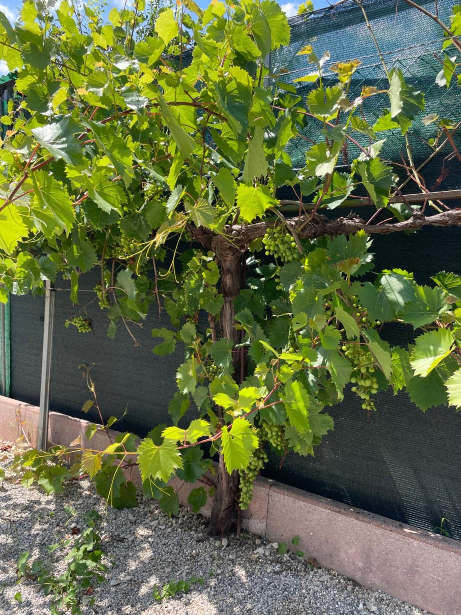 A Casa Di Amici Villa Vidor Eksteriør billede